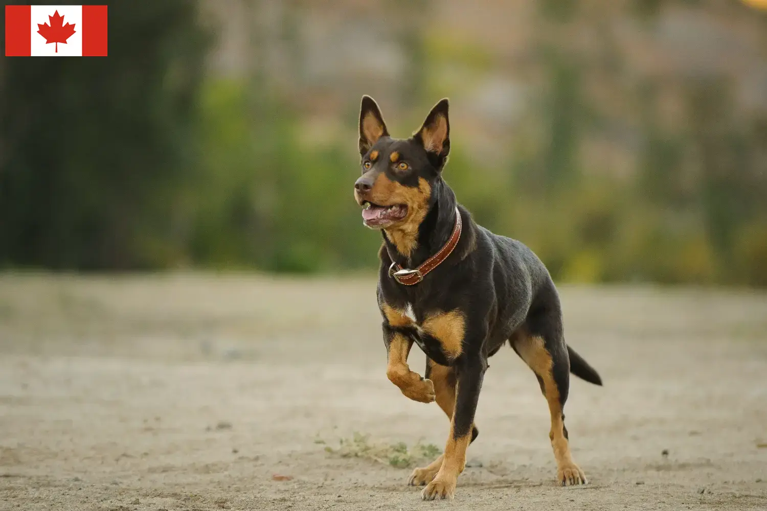 Read more about the article Hodowcy i szczenięta Australian Kelpie w Kanada