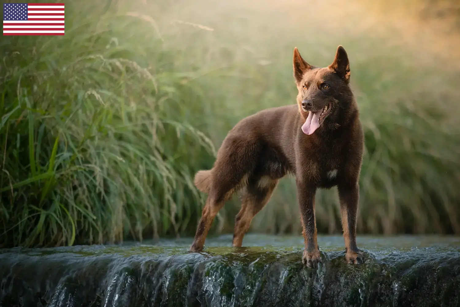 Read more about the article Hodowcy i szczenięta Australian Kelpie w USA