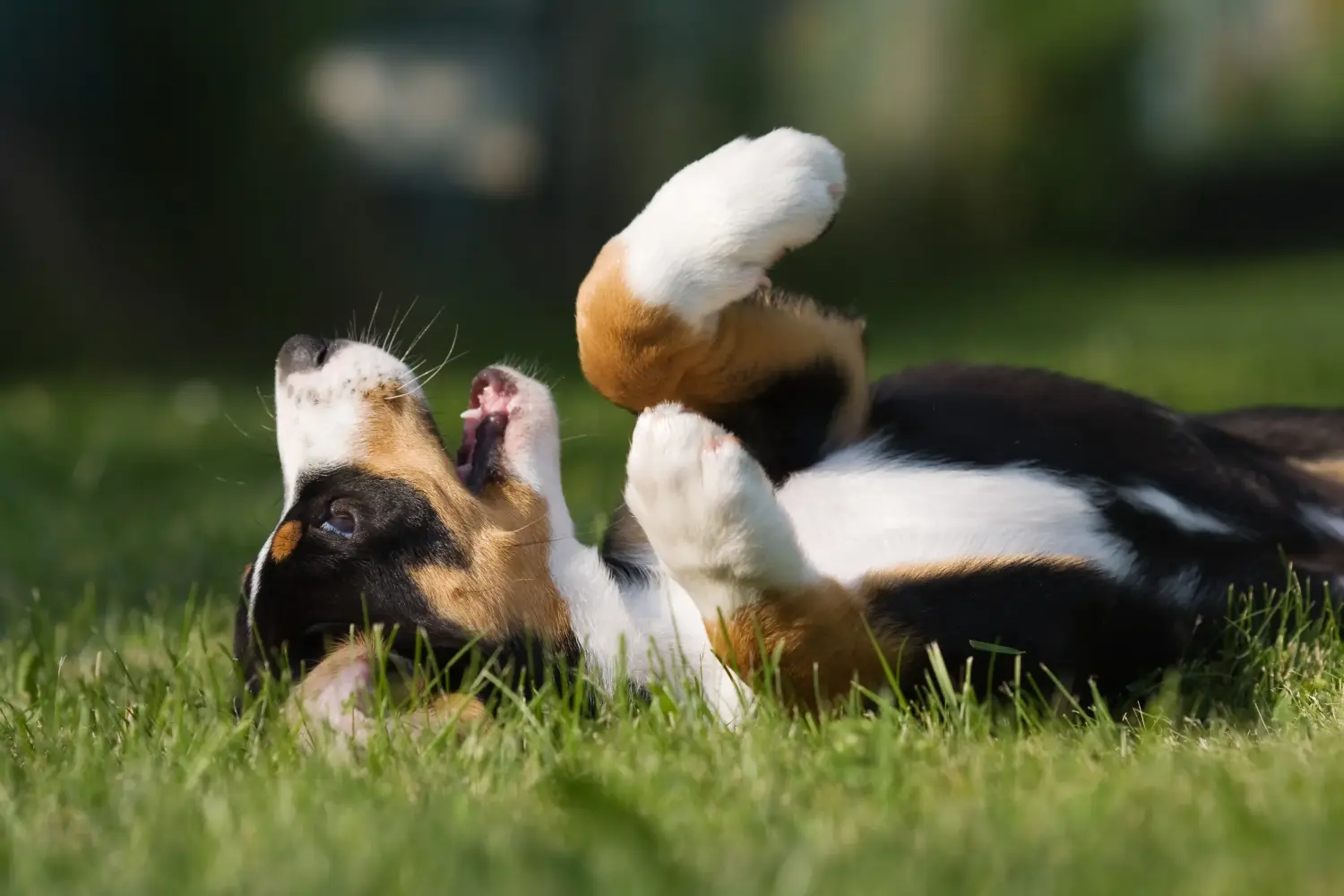 Zakup szczeniaka Entlebuch Mountain Dog oznacza wzięcie odpowiedzialności! Kup szczenięta Entlebuch Mountain Dog.