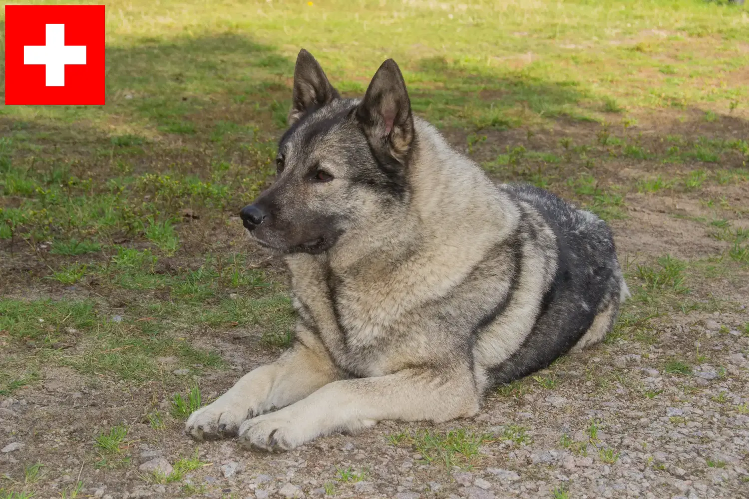 Read more about the article Hodowcy i szczenięta Elkhound norweski w Szwajcaria