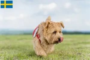 Read more about the article Hodowcy i szczenięta Norfolk terrier w Szwecja