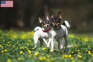 Read more about the article Hodowcy i szczenięta American toy terrier w USA