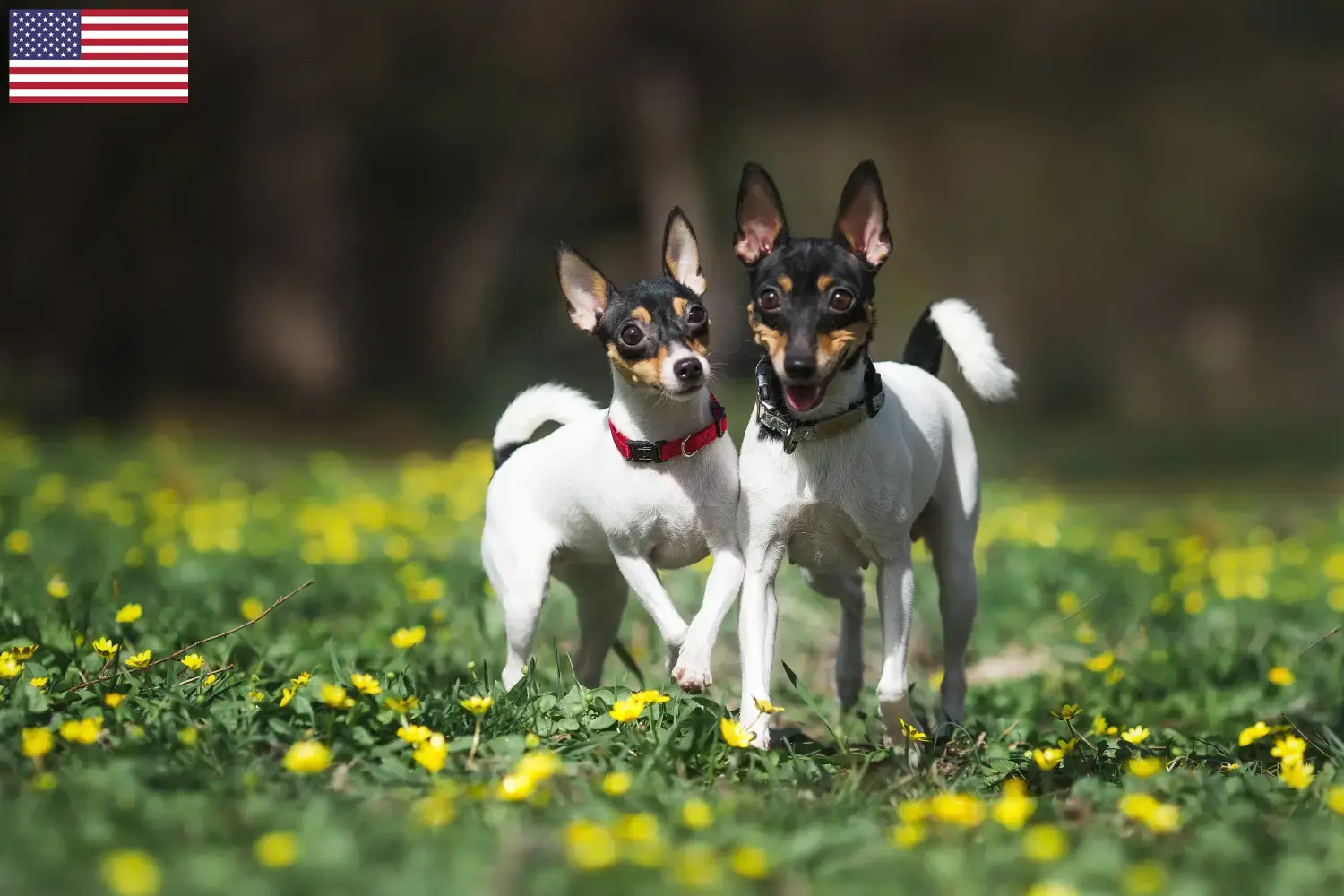 Read more about the article Hodowcy i szczenięta American toy terrier w USA