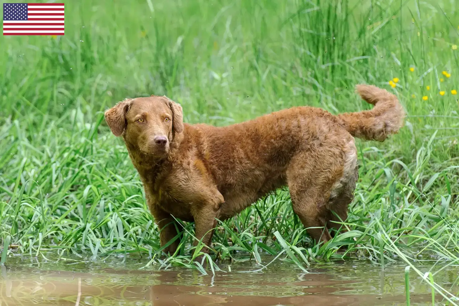 Read more about the article Hodowcy i szczenięta Chesapeake Bay Retriever w USA