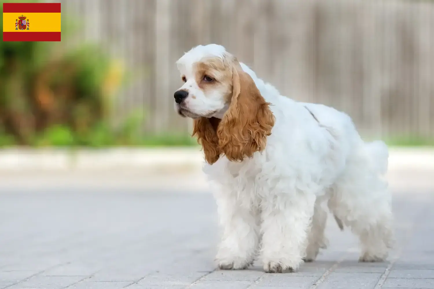Amerykański cocker spaniel szczenięta i hodowcy Hiszpania Tutaj znajdą Państwo hodowców cocker spanieli amerykańskich w Hiszpania.