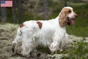 Read more about the article Hodowcy rasy Cocker spaniel angielski i szczenięta w USA