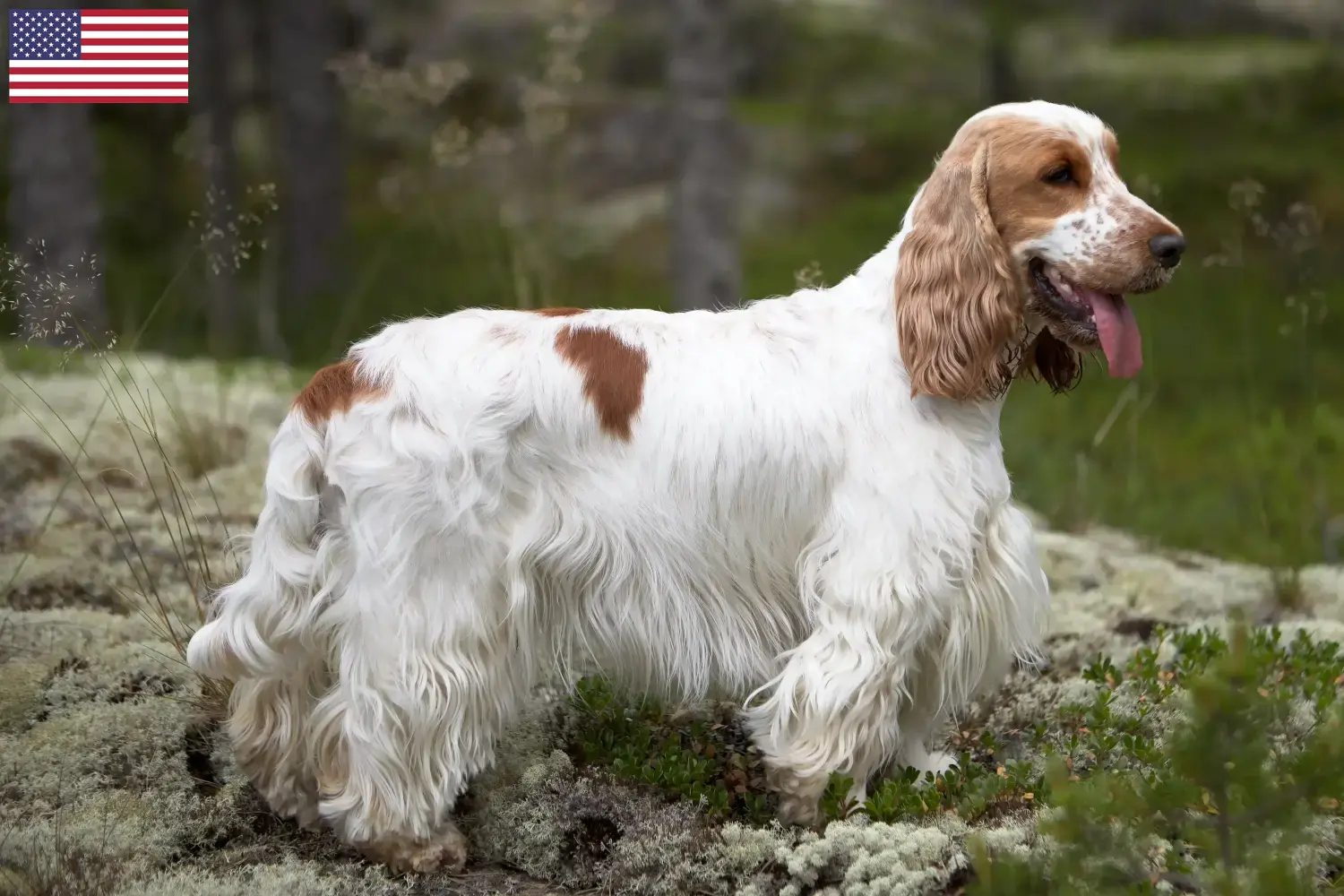 Cocker spaniel angielski szczenięta i hodowcy USA Tutaj znajdą Państwo hodowców cocker spanieli angielskich w USA.