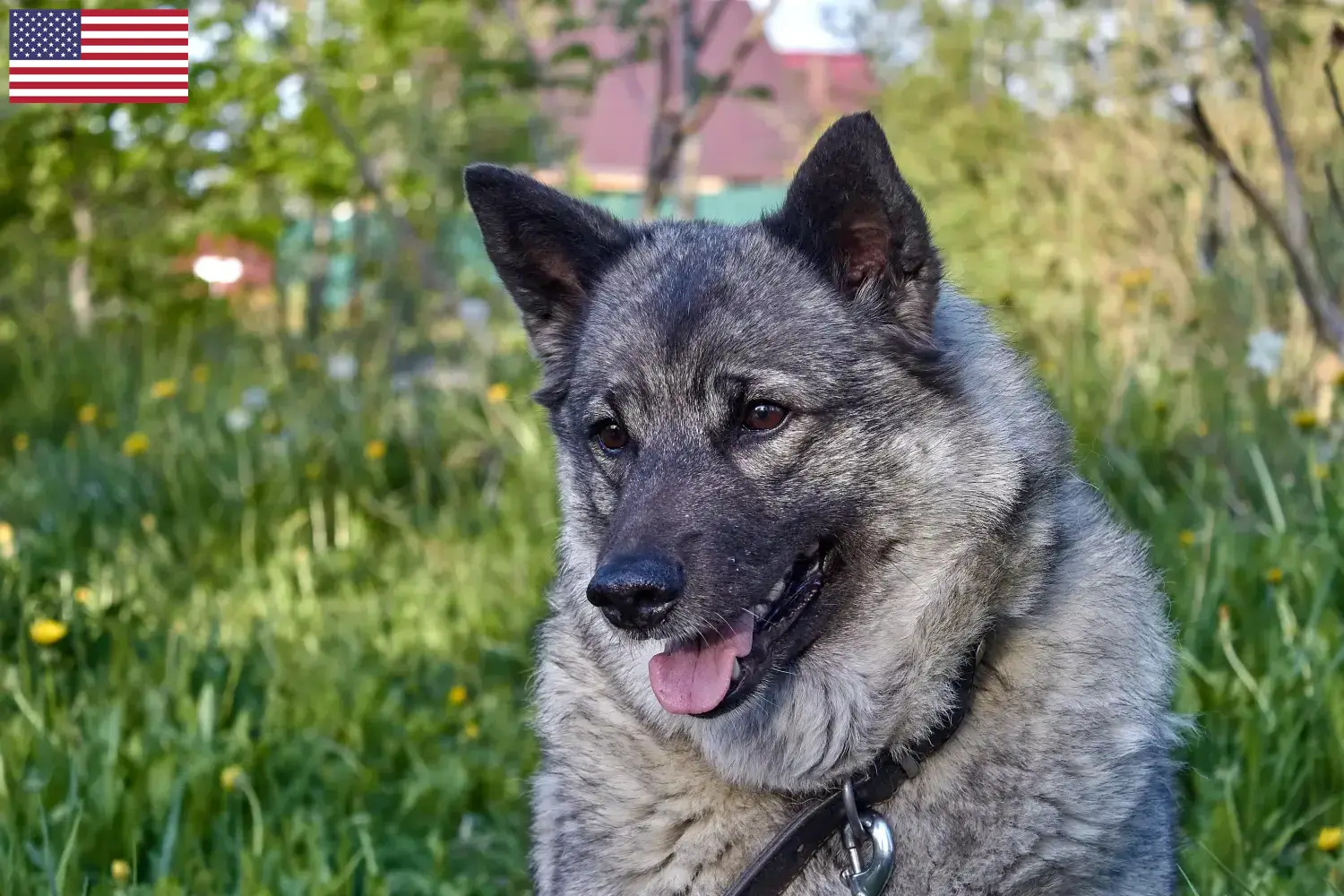 Read more about the article Hodowcy psów rasy Elkhound norweski i szczenięta w USA