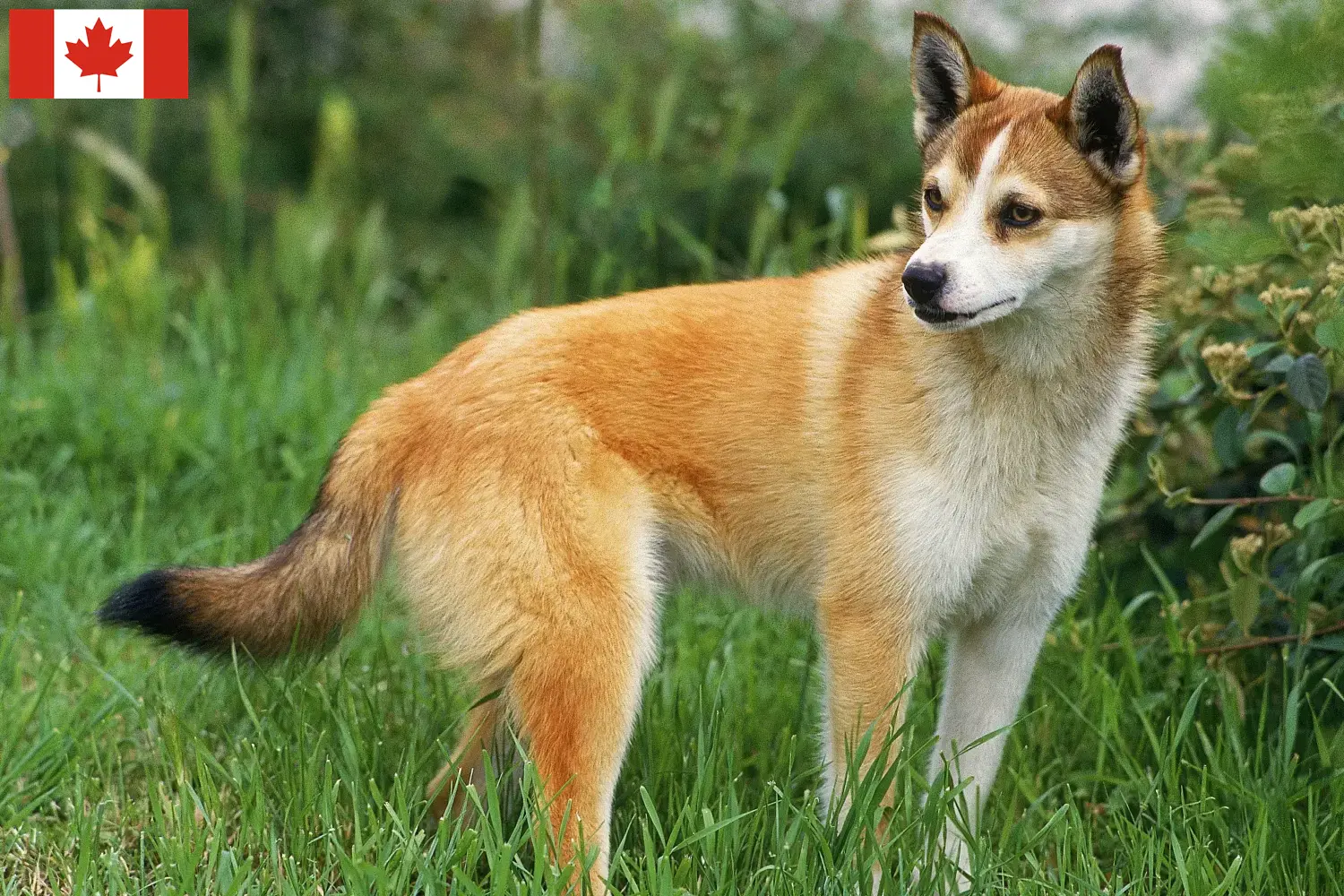 Lundehund norweski szczenięta i hodowcy Kanada Tutaj znajdziesz hodowców rasy Lundehund norweski w Kanada.