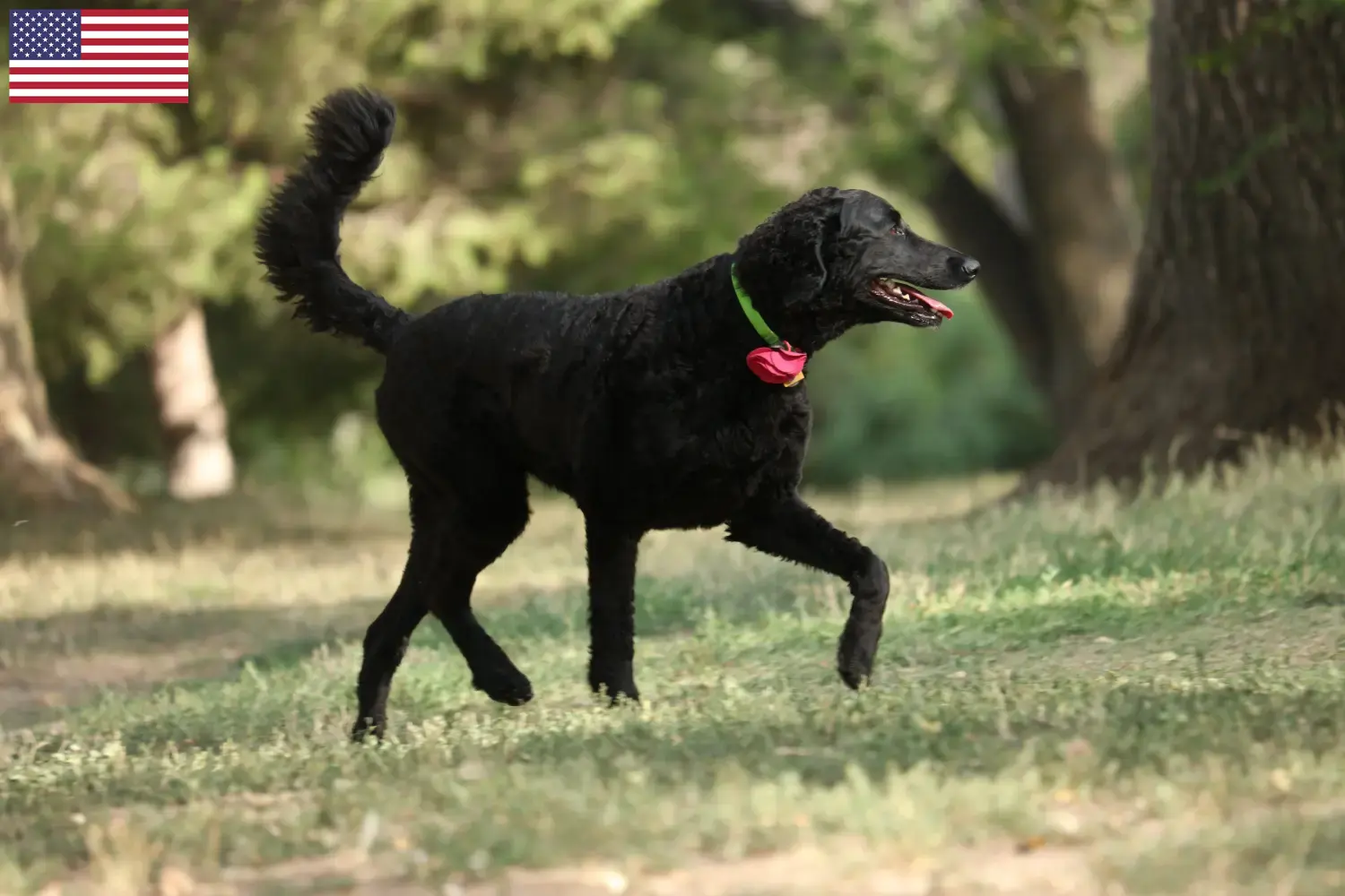 Szczenięta i hodowcy Curly Coated Retriever, Stany Zjednoczone Tutaj znajdziesz hodowców Curly coated retriever w Stany Zjednoczone.
