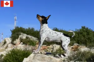 Read more about the article Hodowcy i szczenięta Rat terrier w Kanada