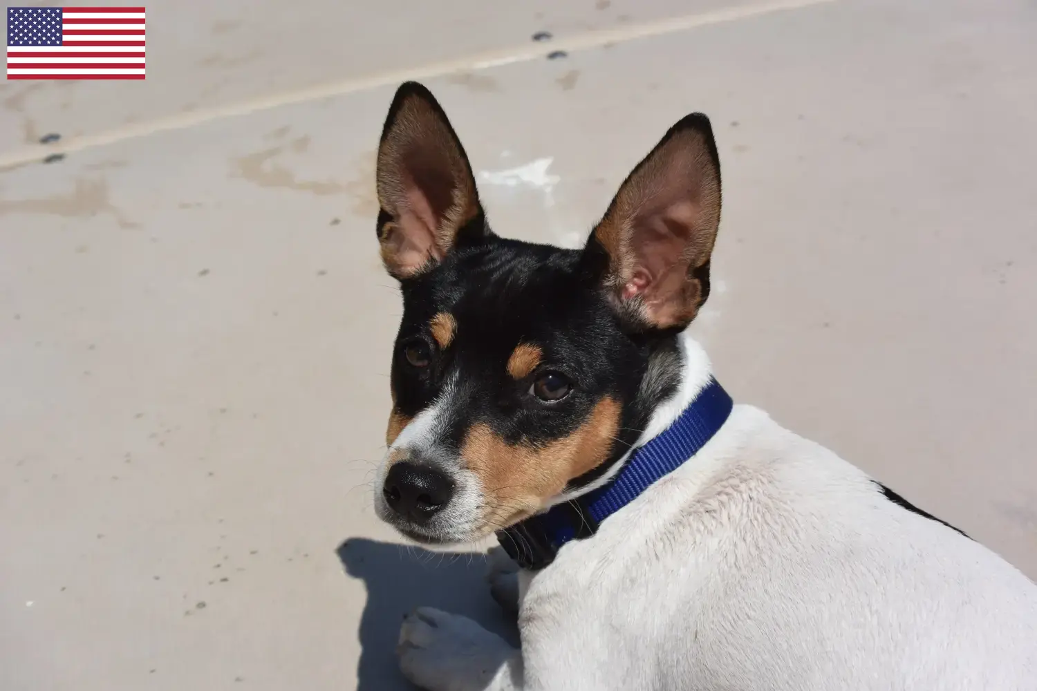 Read more about the article Teddy Roosevelt terrier – hodowcy i szczenięta w USA