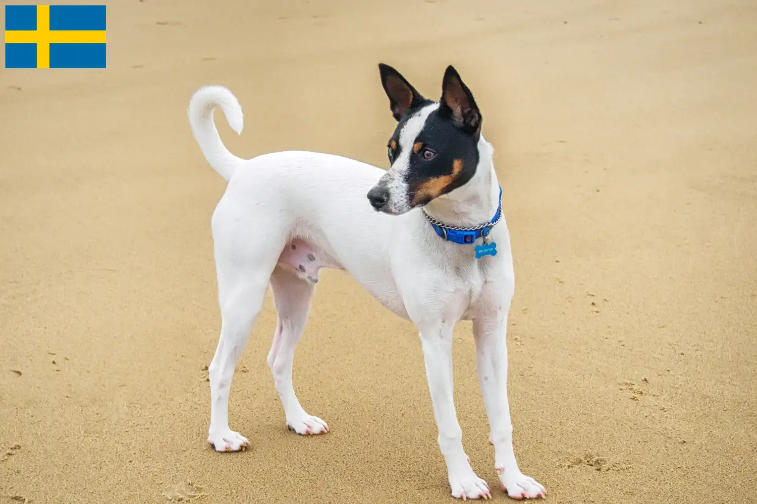 Read more about the article Hodowcy i szczenięta Tenterfield terrier w Szwecja