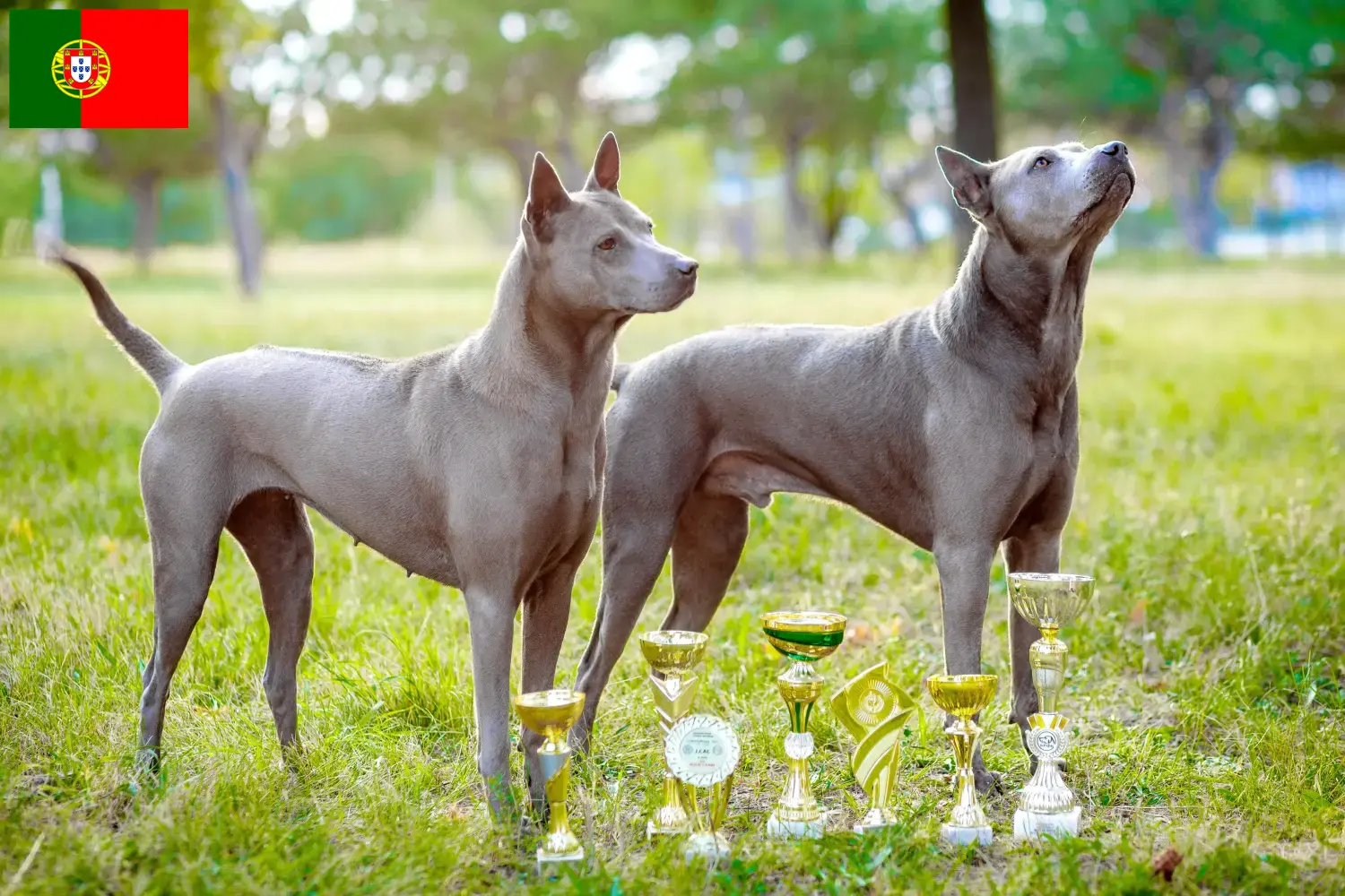 Thai Ridgeback szczenięta i hodowcy Portugalia Znajdź hodowców Thai Ridgeback w Portugalia tutaj.