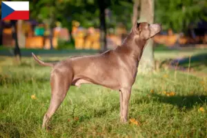 Read more about the article Hodowcy i szczenięta Thai Ridgeback w Czechy