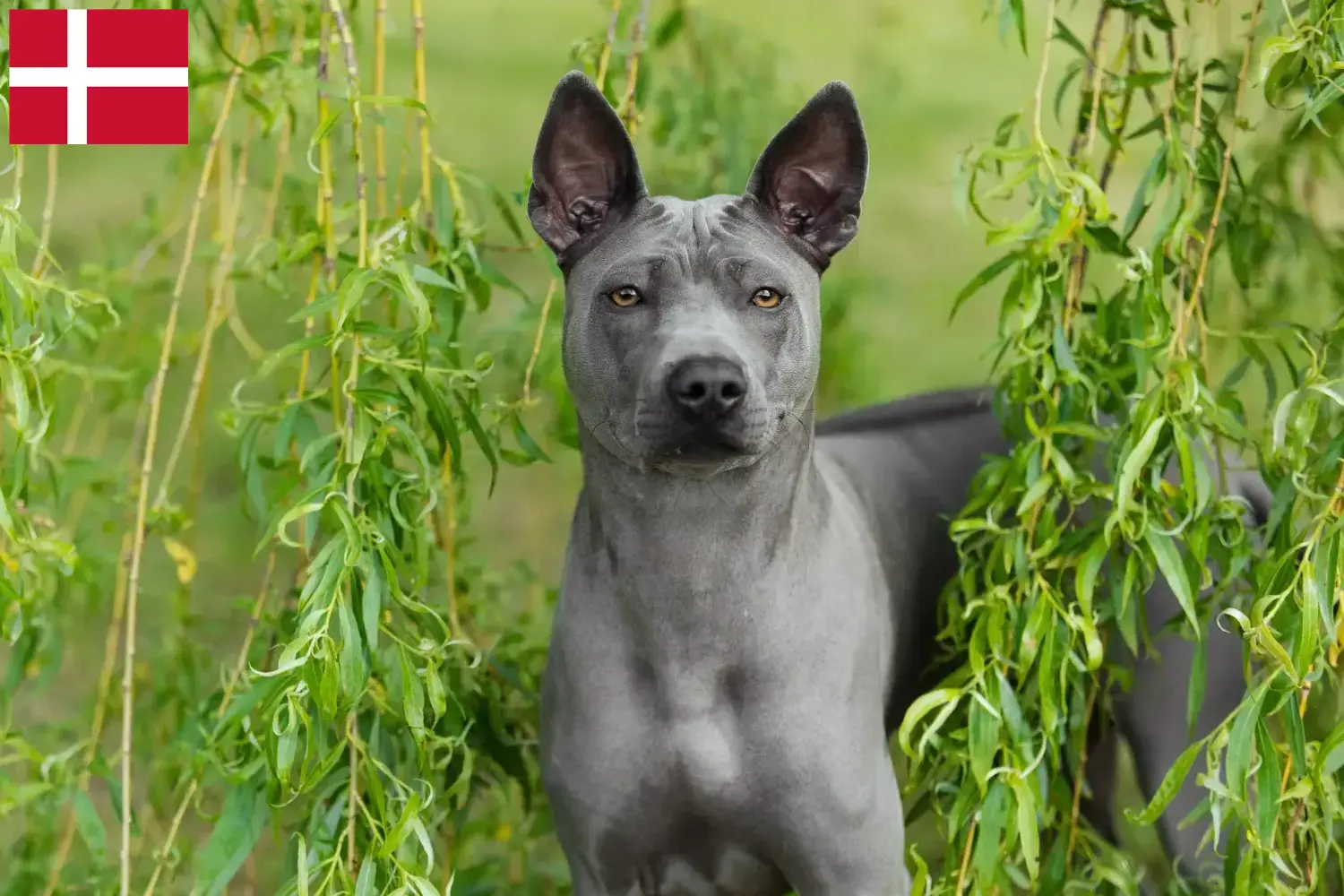 Thai Ridgeback szczenięta i hodowcy Dania Znajdź hodowców Thai Ridgeback w Dania tutaj.