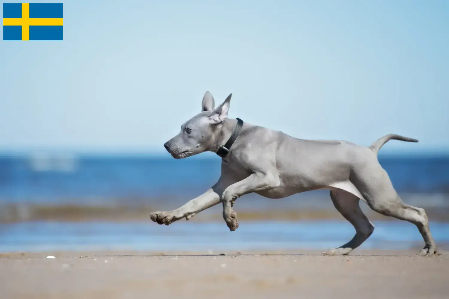 Thai Ridgeback szczenięta i hodowcy Szwecja Znajdź hodowców Thai Ridgeback w Szwecja tutaj.