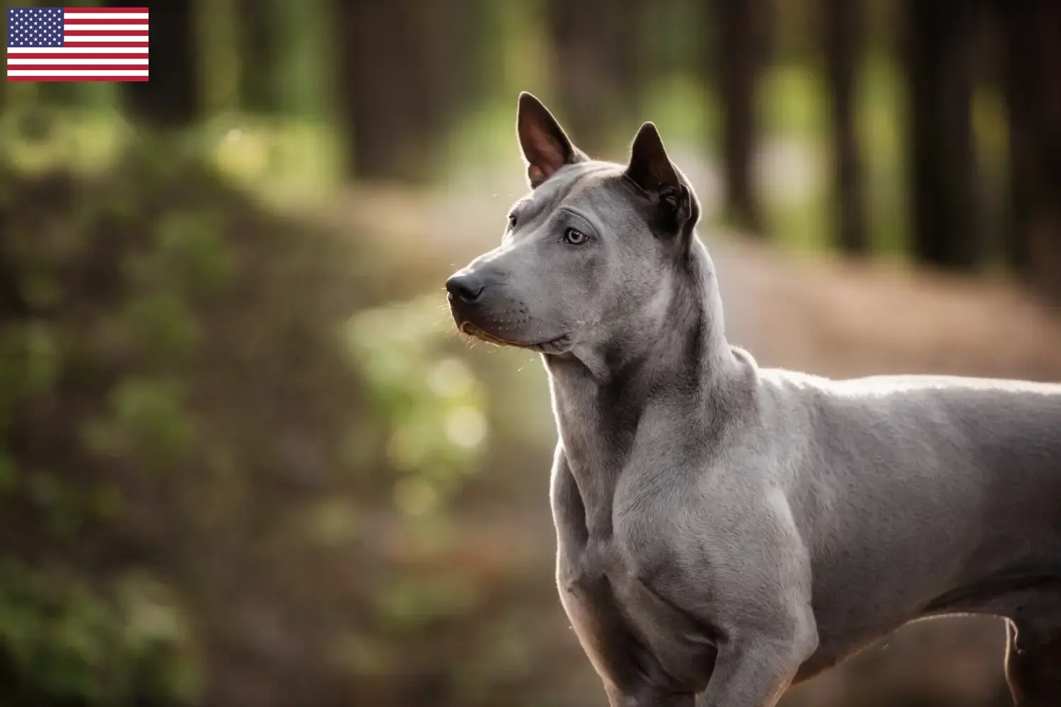 Read more about the article Hodowcy i szczenięta Thai Ridgeback w USA