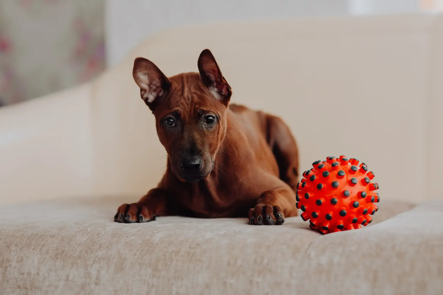 Kupno szczeniaka rasy Thai Ridgeback oznacza wzięcie na siebie odpowiedzialności! Kup szczenięta rasy Thai Ridgeback.