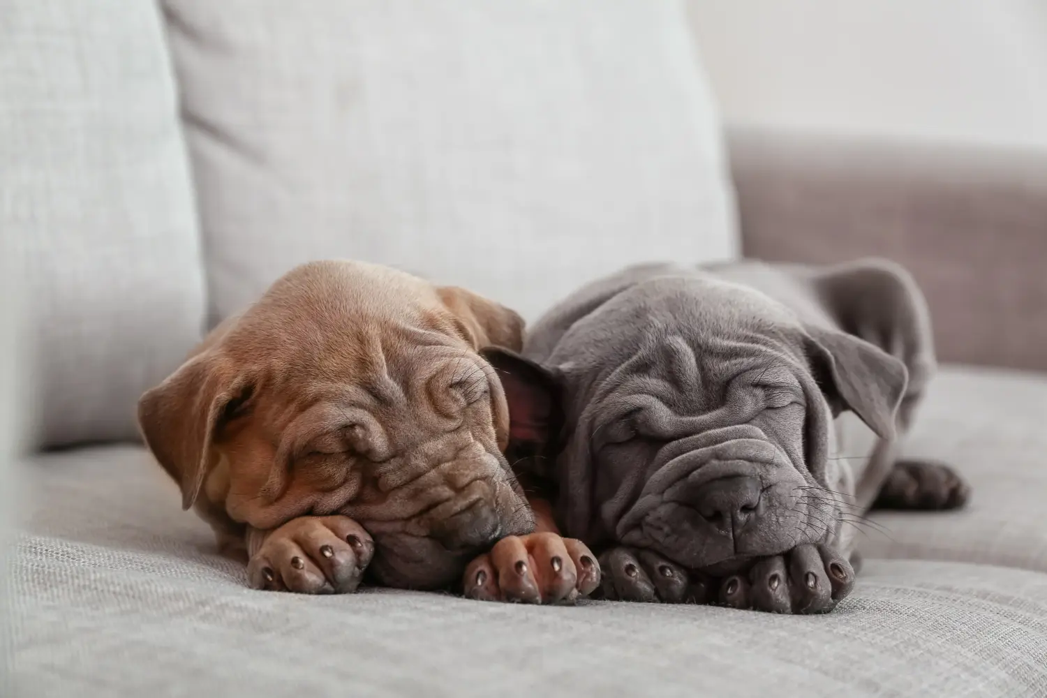 Kupno szczeniaka rasy Thai Ridgeback oznacza wzięcie na siebie odpowiedzialności! Kup szczenięta rasy Thai Ridgeback.