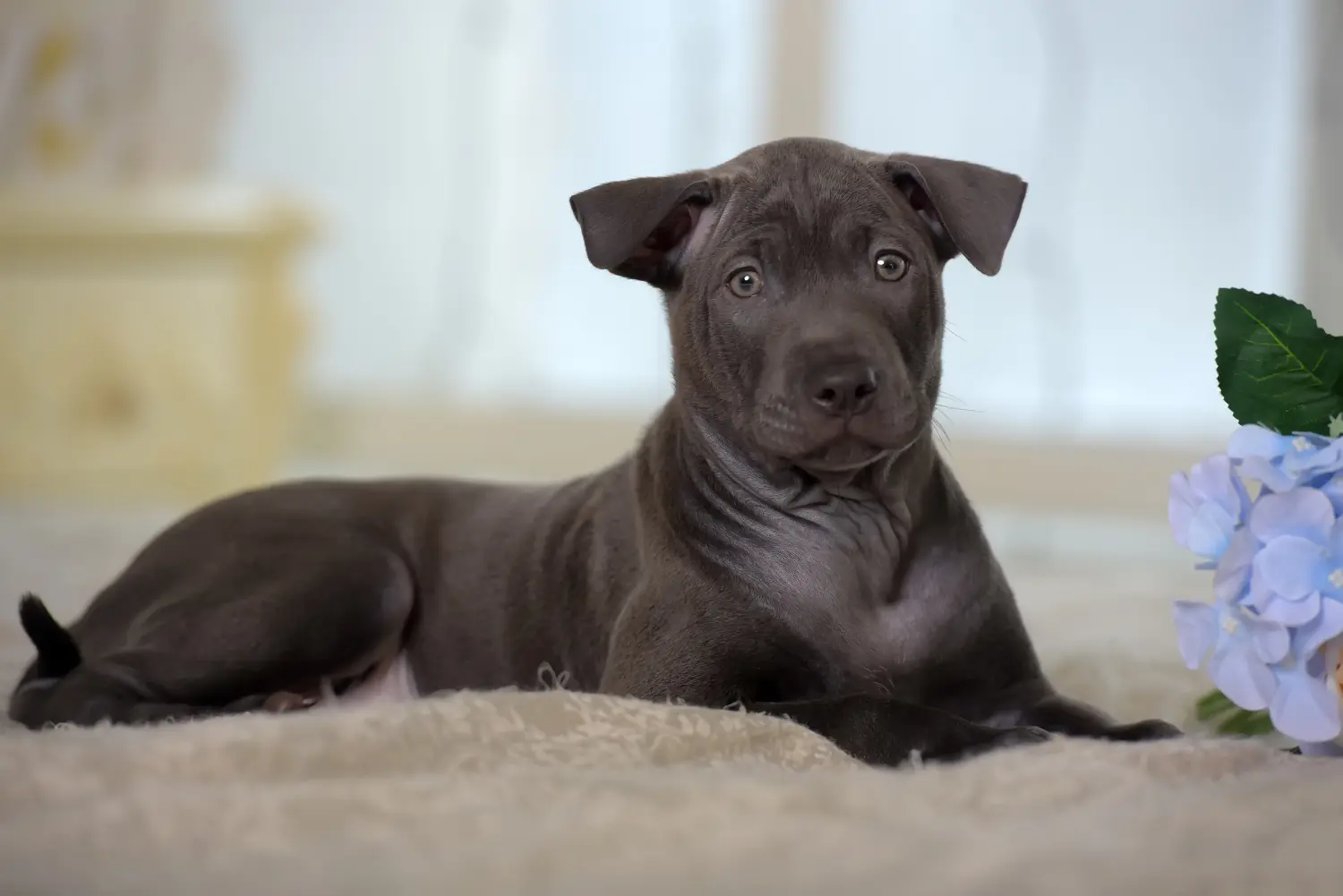 Kupno szczeniaka rasy Thai Ridgeback oznacza wzięcie na siebie odpowiedzialności! Kup szczenięta rasy Thai Ridgeback.