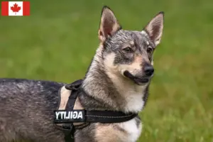 Read more about the article Västgötaspets hodowcy i szczenięta w Kanada