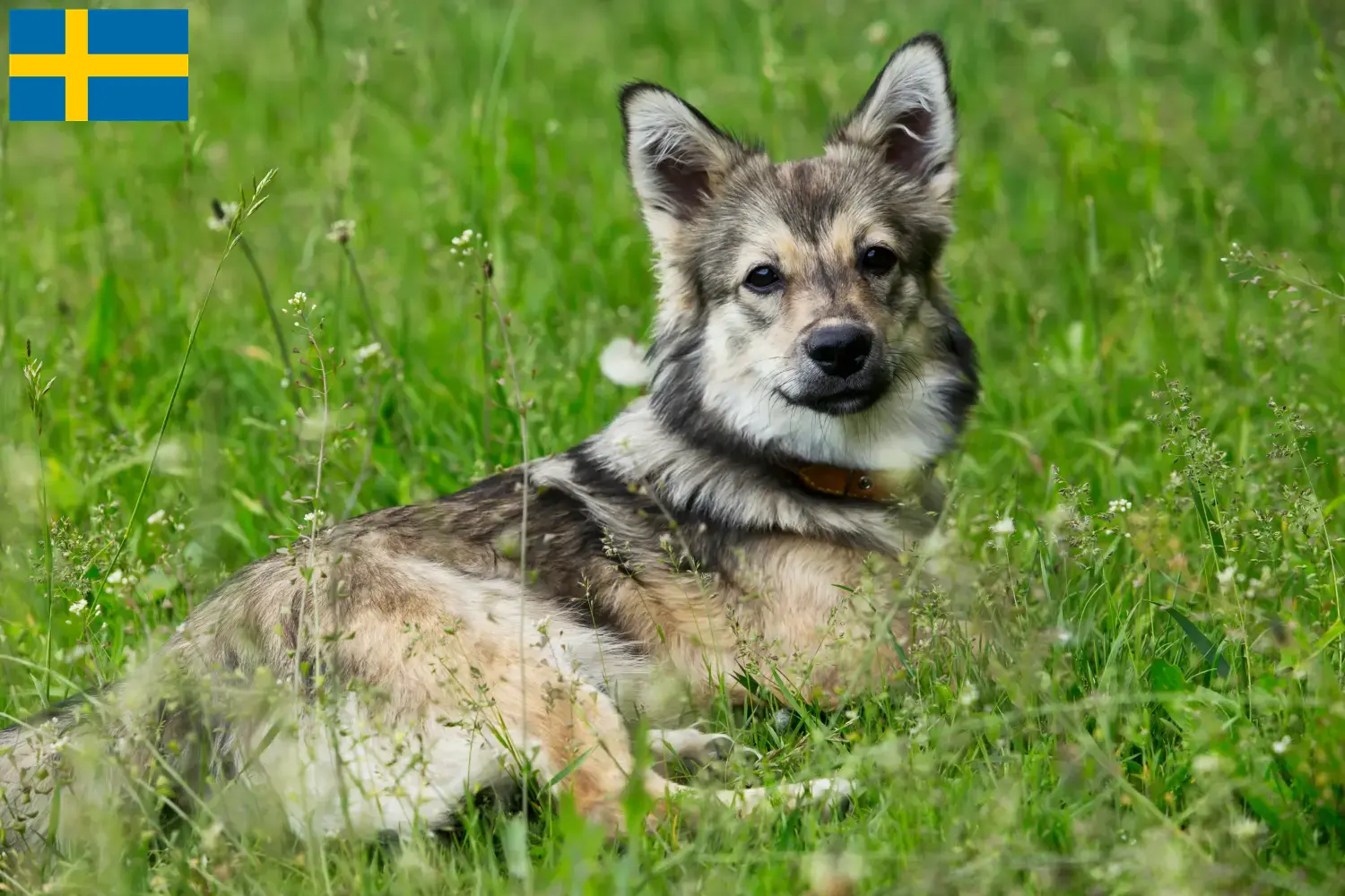 Read more about the article Västgötaspets hodowcy i szczenięta w Szwecja
