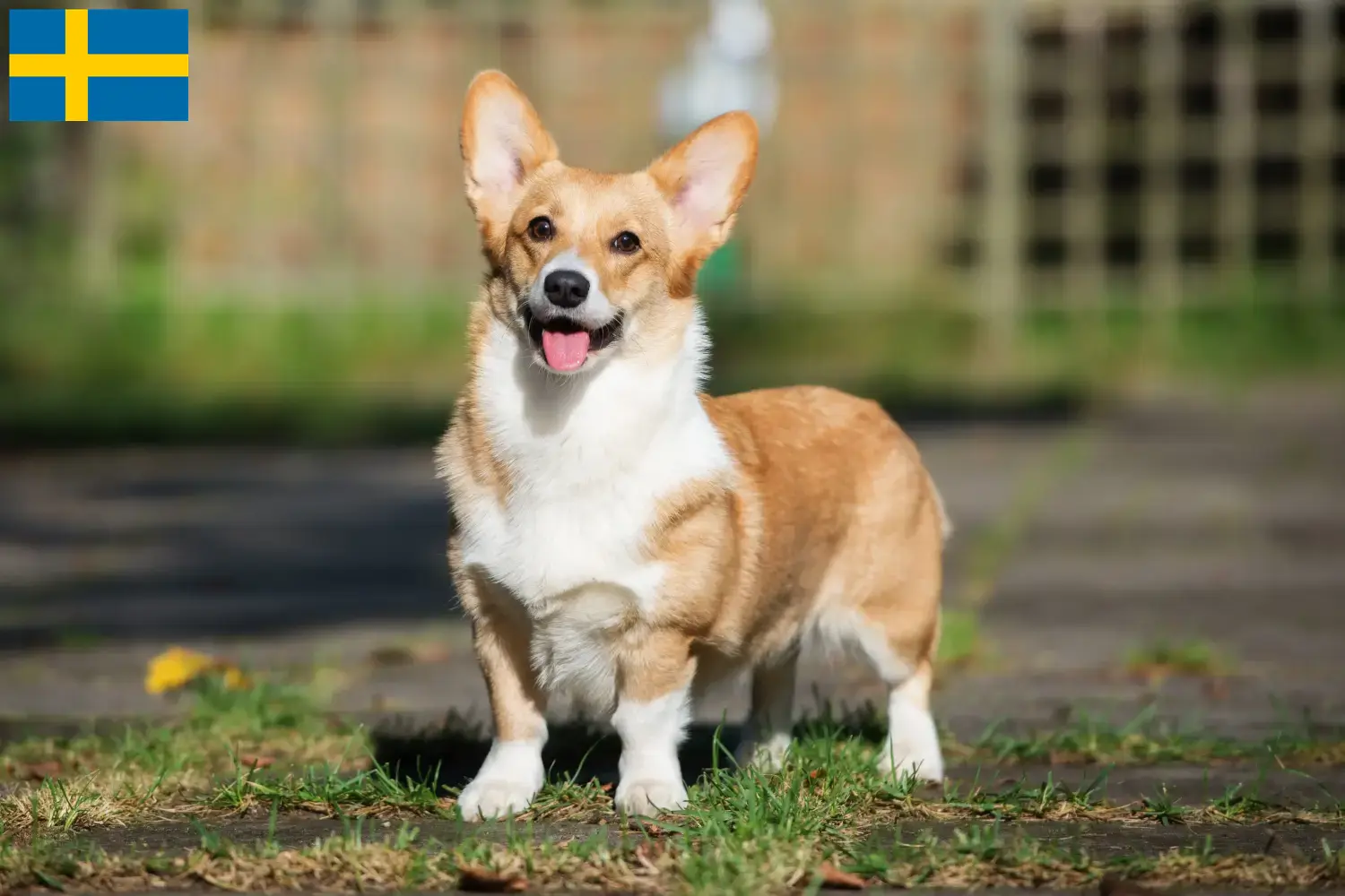 Welsh corgi szczenięta i hodowcy Szwecja Tutaj znajdziesz hodowców rasy Corgi walijskie w Szwecja.