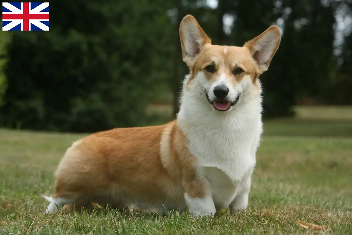 Read more about the article Hodowcy i szczenięta Welsh corgi w Wielka Brytania