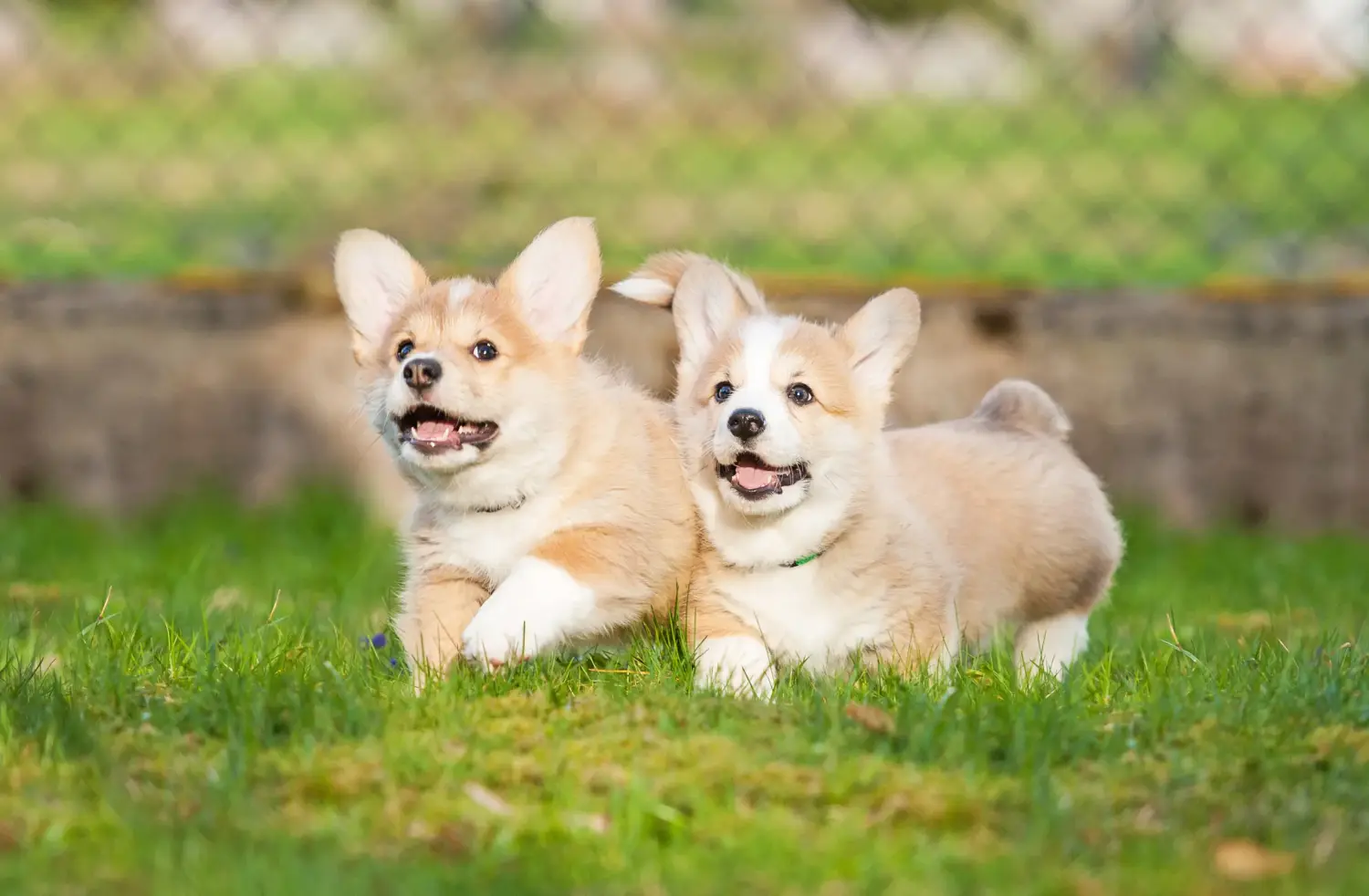 Kupno szczeniaka rasy Welsh Corgi oznacza wzięcie na siebie odpowiedzialności! Kup szczenięta rasy Welsh Corgi.