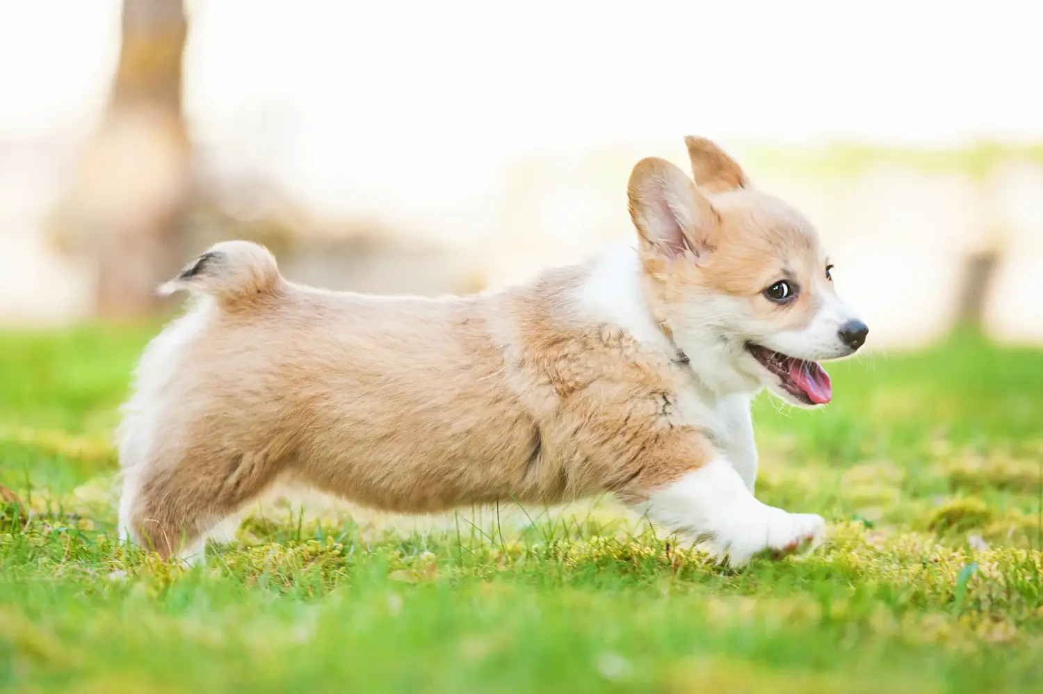 Kupno szczeniaka rasy Welsh Corgi oznacza wzięcie na siebie odpowiedzialności! Kup szczenięta rasy Welsh Corgi.