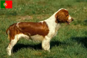 Read more about the article Hodowcy i szczenięta Springer spaniel walijski w Portugalia