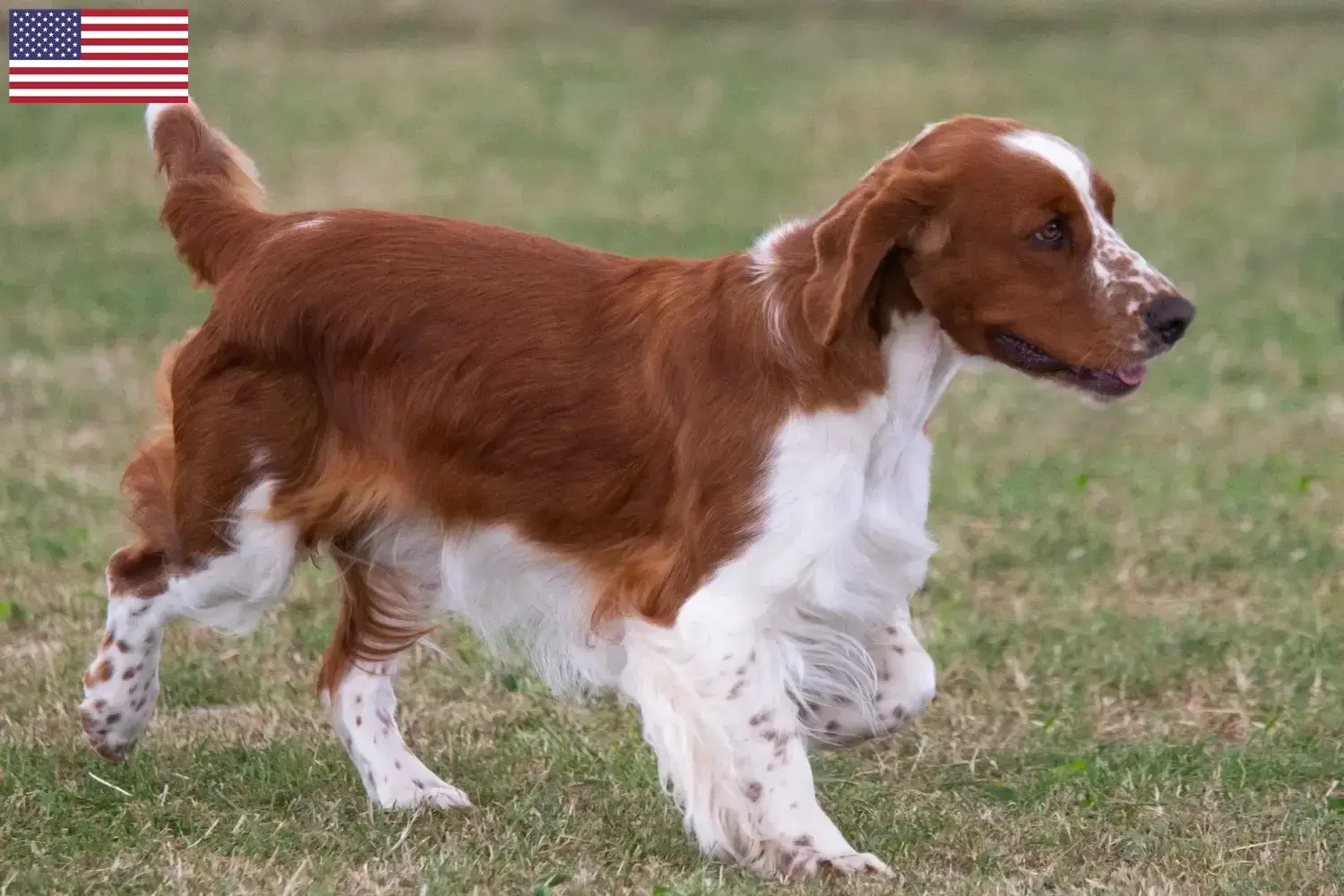 Welsh springer spaniel szczenięta i hodowcy USA Tutaj można znaleźć hodowców Welsh Springer spanieli w USA.