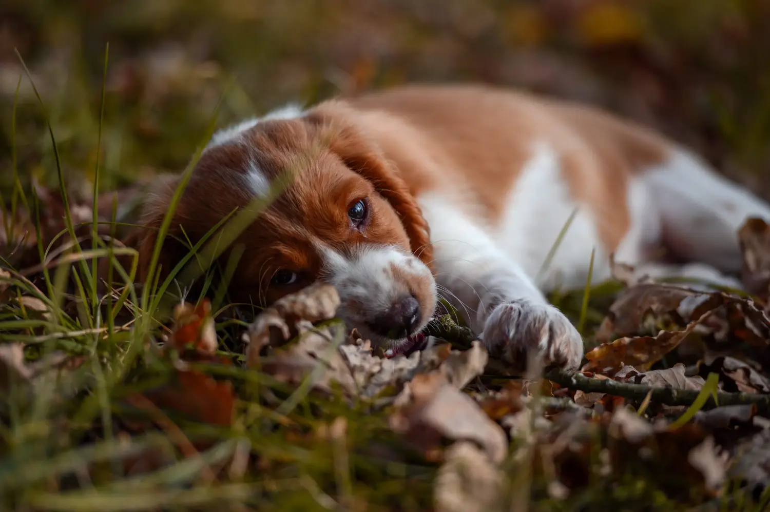 Kupno szczeniaka Springer Spaniela Walijskiego oznacza wzięcie na siebie odpowiedzialności! Kup szczenięta rasy Springer Spaniel Walijski.