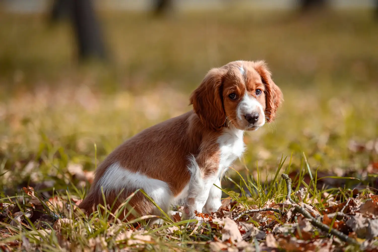 Kupno szczeniaka Springer Spaniela Walijskiego oznacza wzięcie na siebie odpowiedzialności! Kup szczenięta rasy Springer Spaniel Walijski.