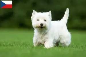 Read more about the article Hodowcy i szczenięta rasy Westie w Czechy