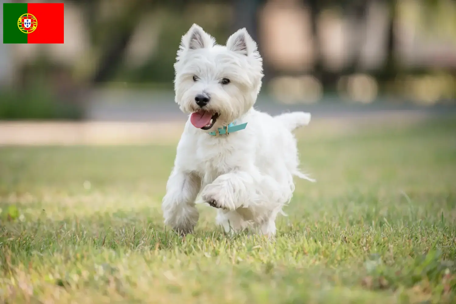 Szczeniaki Westie i hodowcy Portugalia Znajdź hodowców westie w Portugalia tutaj.