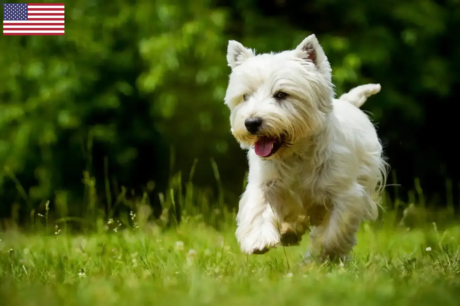 Read more about the article Hodowcy i szczenięta rasy Westie w USA