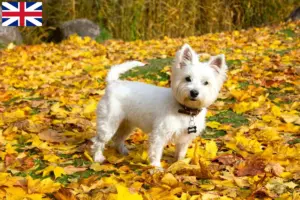 Read more about the article Hodowcy i szczenięta Westie w Wielka Brytania