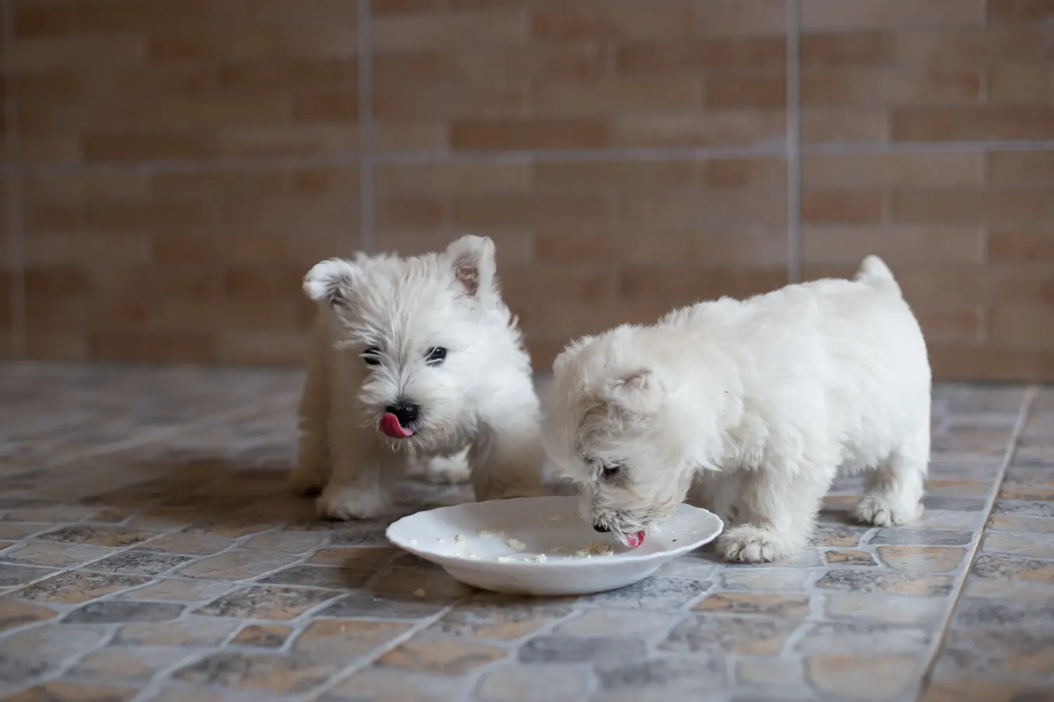 Kupno szczeniaka rasy Westie oznacza wzięcie na siebie odpowiedzialności! Kup szczenięta rasy Westie.