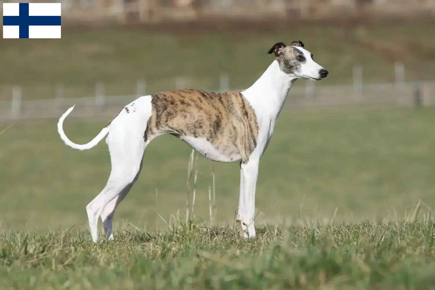 Whippet szczenięta i hodowcy Finlandia Znajdź hodowców whippetów w Finlandia.