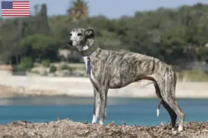 Read more about the article Hodowcy i szczenięta Whippet w USA