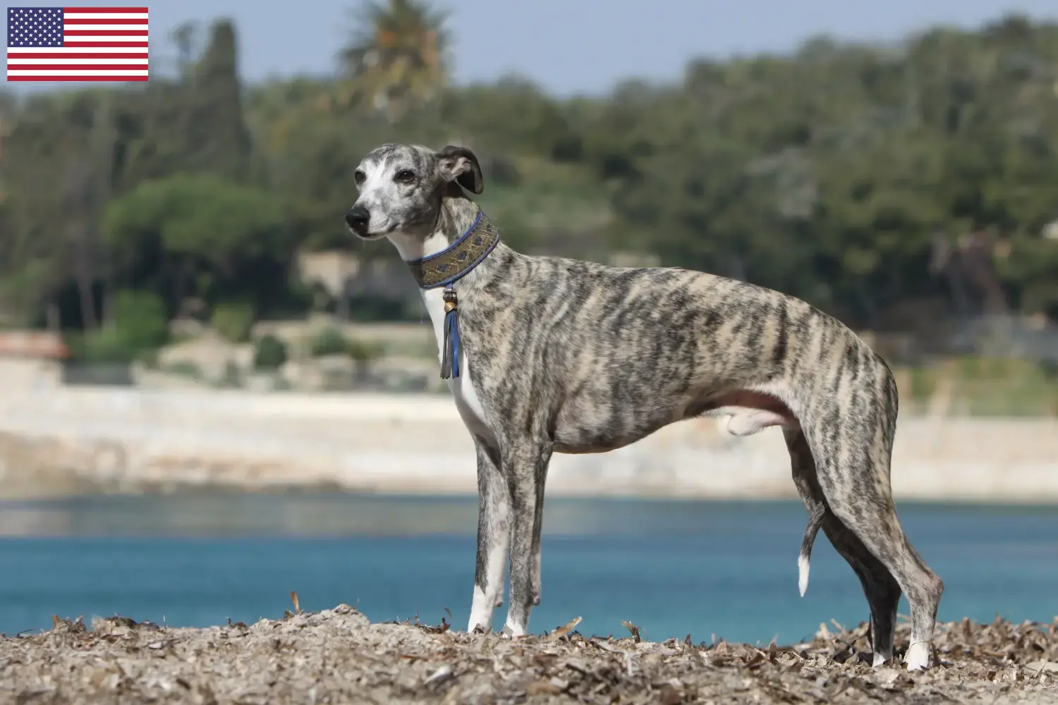 Whippet szczenięta i hodowcy USA Tutaj znajdziesz hodowców rasy Whippety w USA.