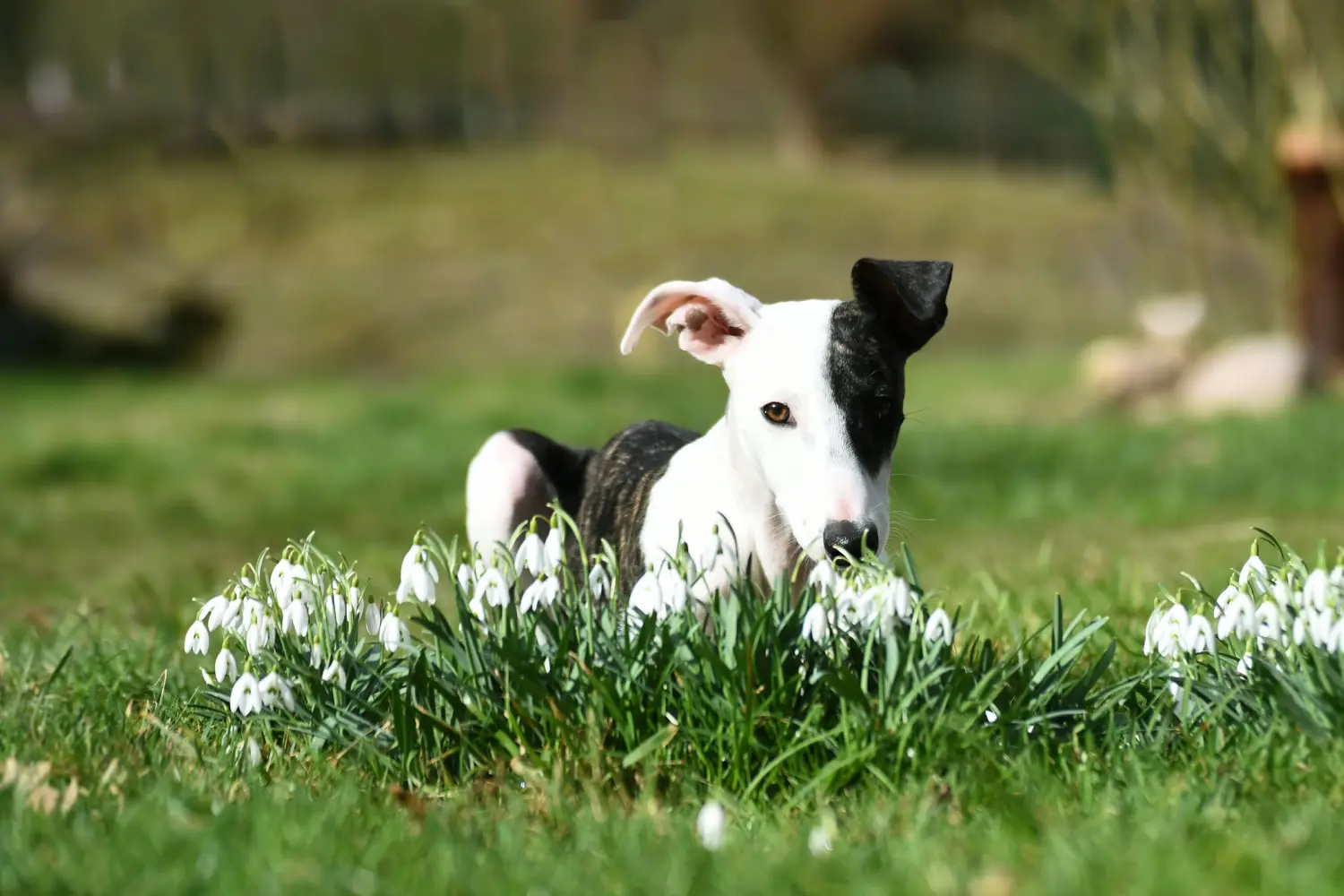 Kupno szczeniaka rasy Whippet oznacza wzięcie na siebie odpowiedzialności! Kup szczenięta rasy Whippet.