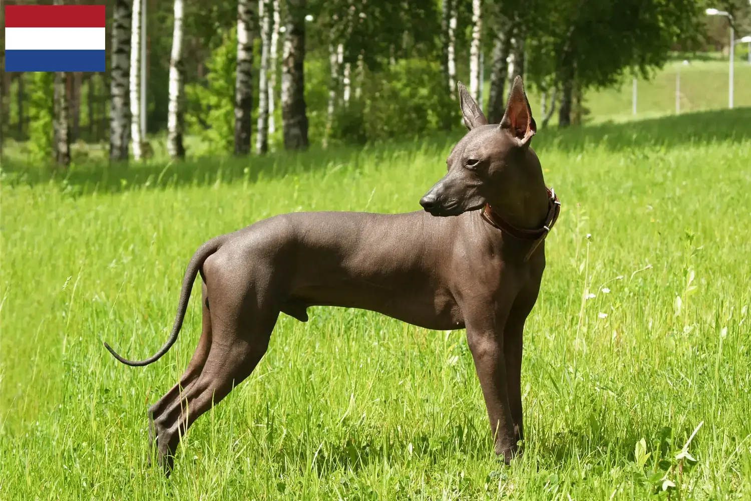 Xolo szczenięta i hodowcy Holandia Tutaj znajdziesz hodowców rasy Xolos w Holandia.