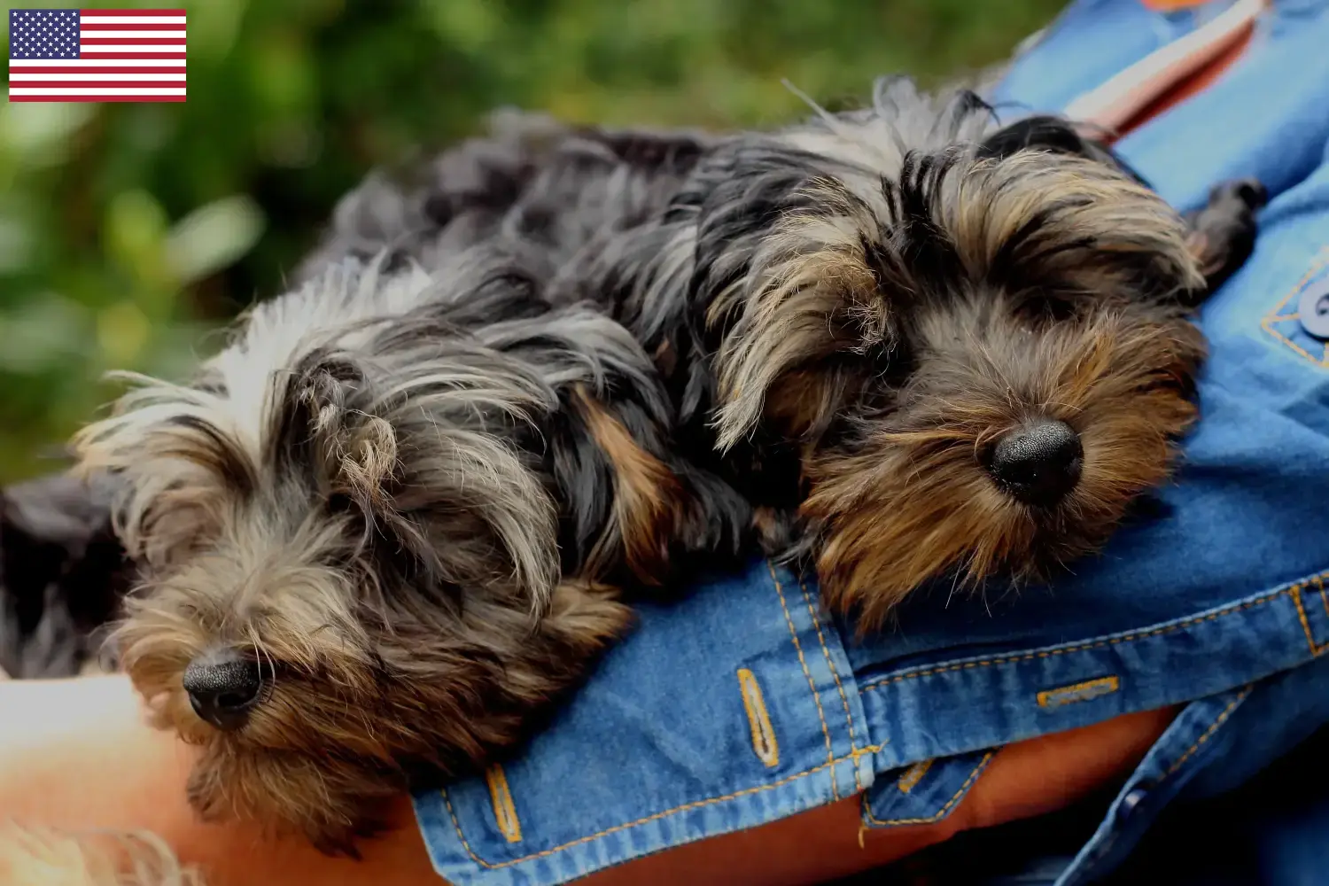 Read more about the article Yorkipoo hodowcy i szczenięta w USA