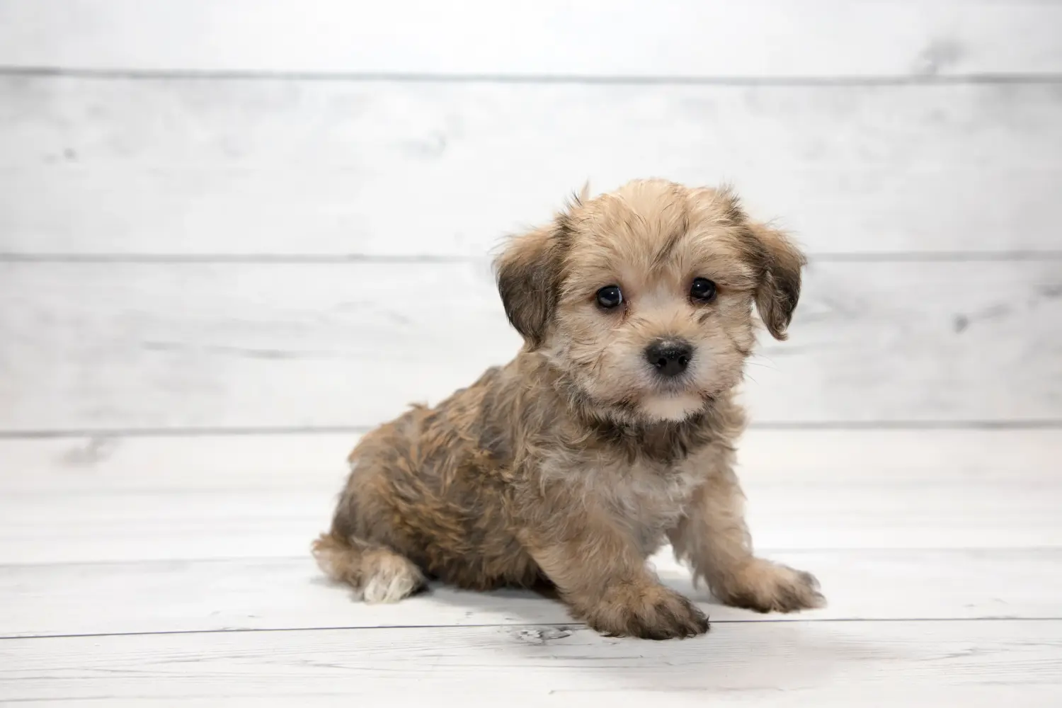 Kupno szczeniaka Yorkipoo oznacza wzięcie na siebie odpowiedzialności! Kup szczenięta Yorkipoo.