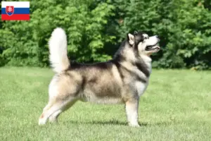 Read more about the article Hodowcy i szczenięta Alaskan malamute w Słowacja