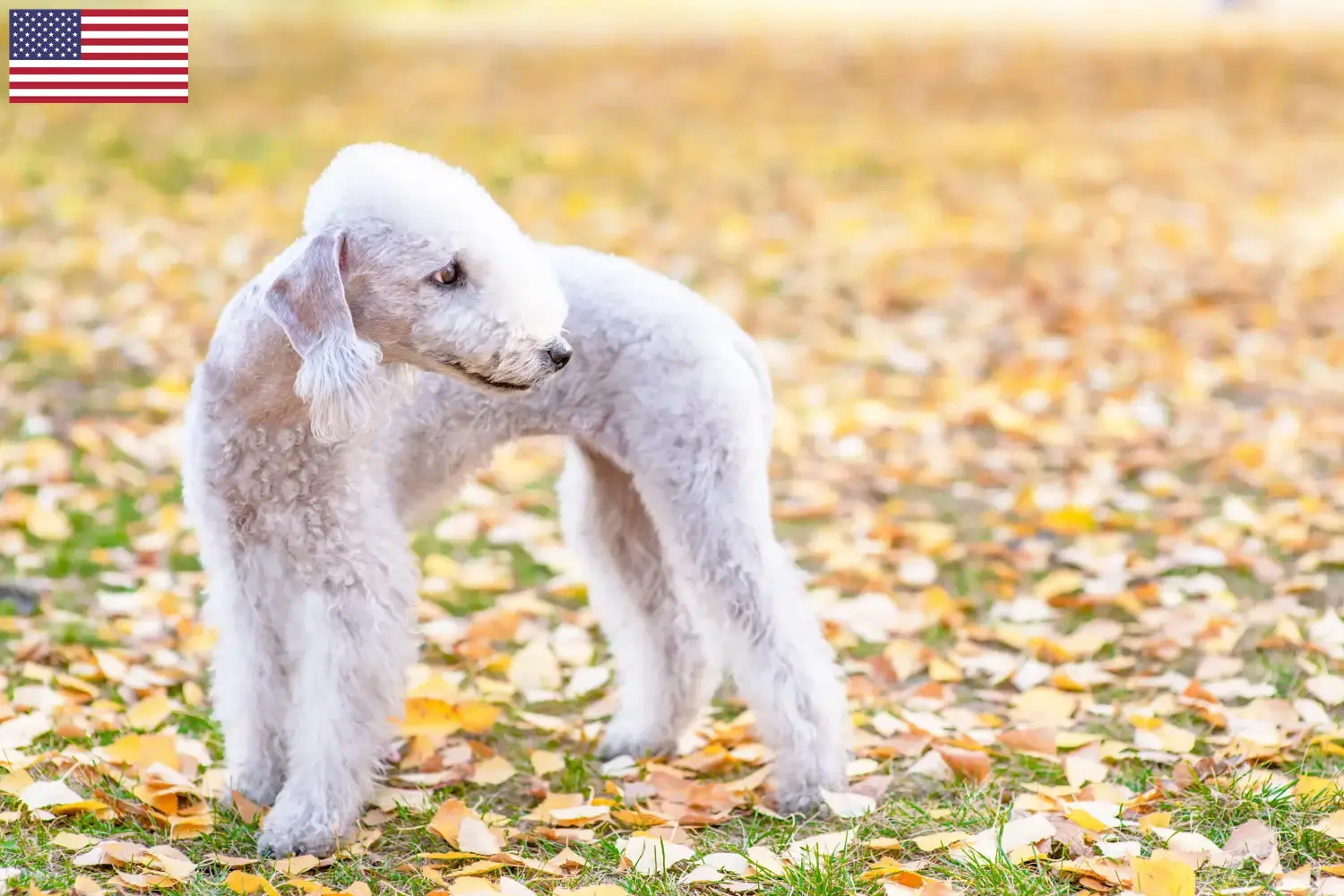 Bedlington terrier szczenięta i hodowcy USA Znajdź hodowców Bedlington terrierów w USA tutaj.