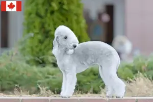 Read more about the article Hodowcy i szczenięta Bedlington terrier w Kanada